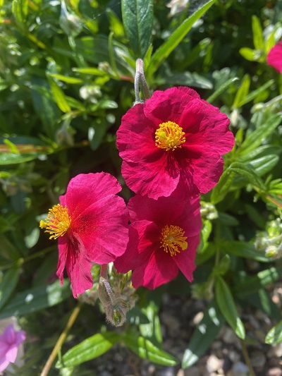 Helianthemum 'Diana' 